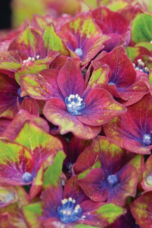  Pistachio Hydrangea - 2 Gallon Pot