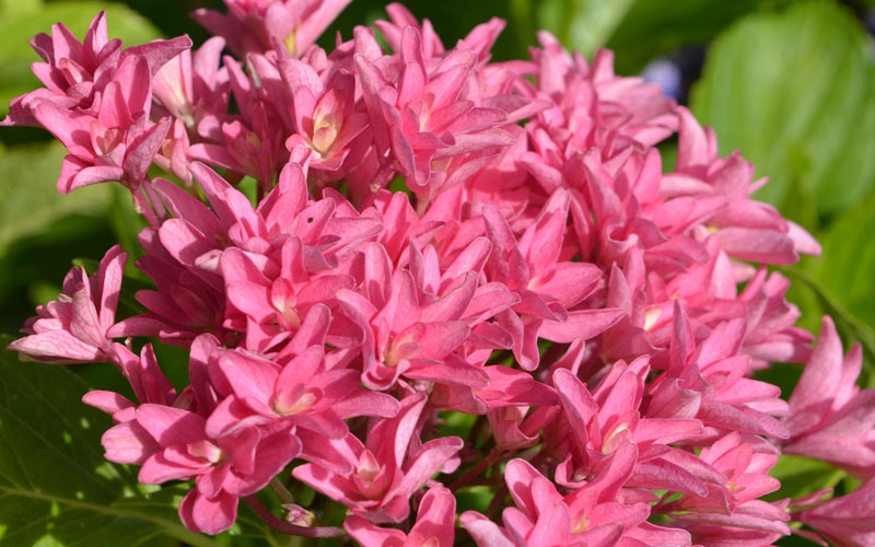  Princess Diana Hydrangea - 3 Gallon Pot