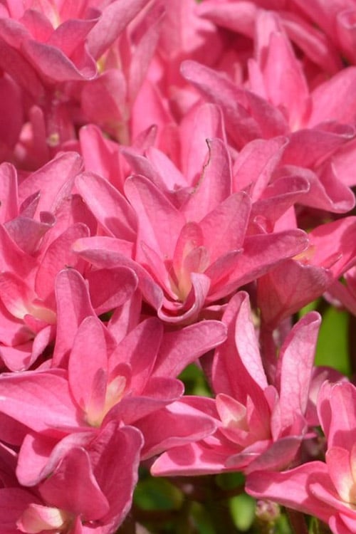  Princess Diana Hydrangea - 3 Gallon Pot 