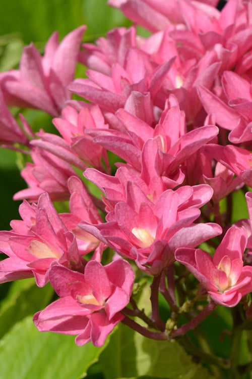  Princess Diana Hydrangea - 3 Gallon Pot