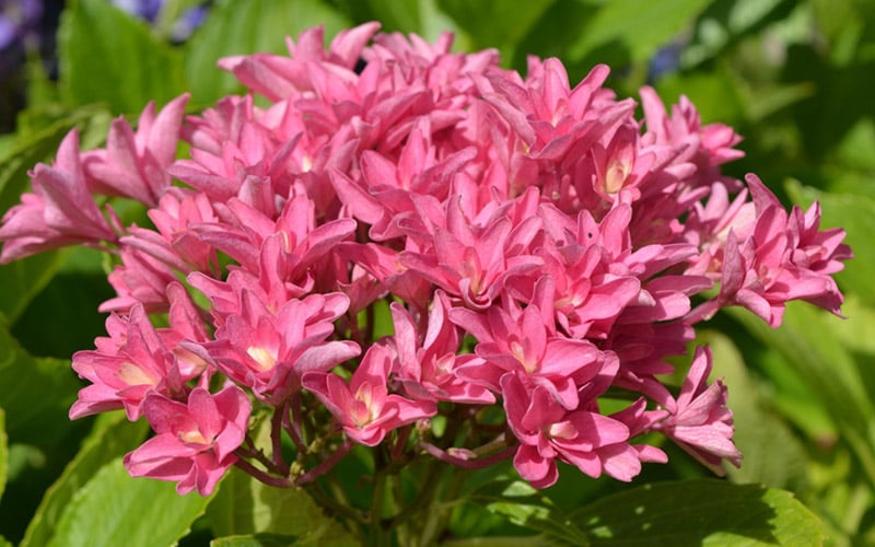  Princess Diana Hydrangea - 3 Gallon Pot 