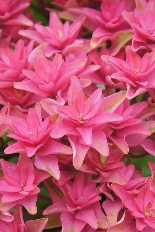 Princess Diana Hydrangea - 3 Gallon Pot