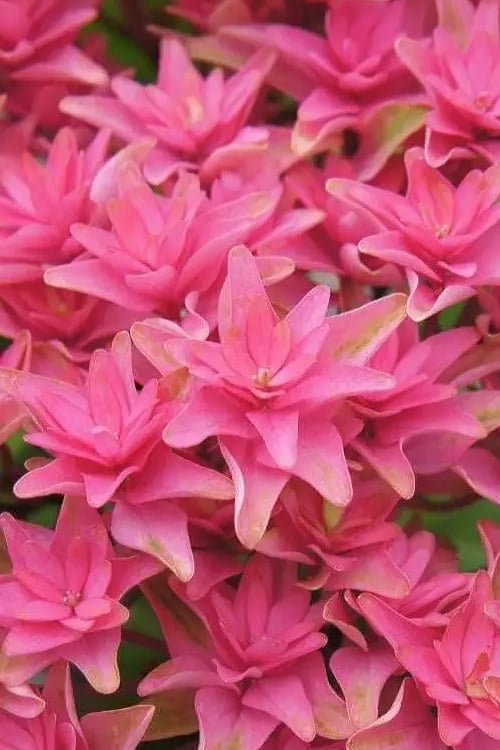  Princess Diana Hydrangea - 3 Gallon Pot 