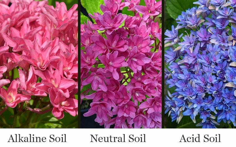 Princess Diana Hydrangea - 3 Gallon Pot