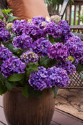  Purple Bayou Hydrangea - 1 Gallon Pot