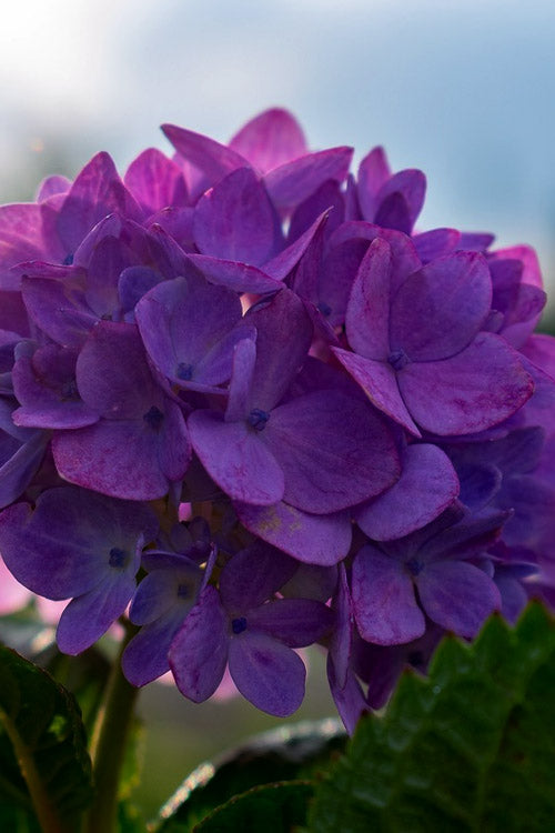  Purple Bayou Hydrangea - 1 Gallon Pot