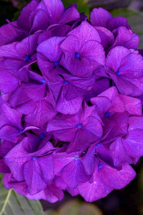  Purple Bayou Hydrangea - 1 Gallon Pot