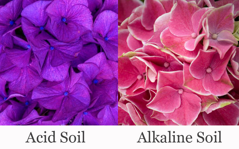  Purple Bayou Hydrangea - 1 Gallon Pot