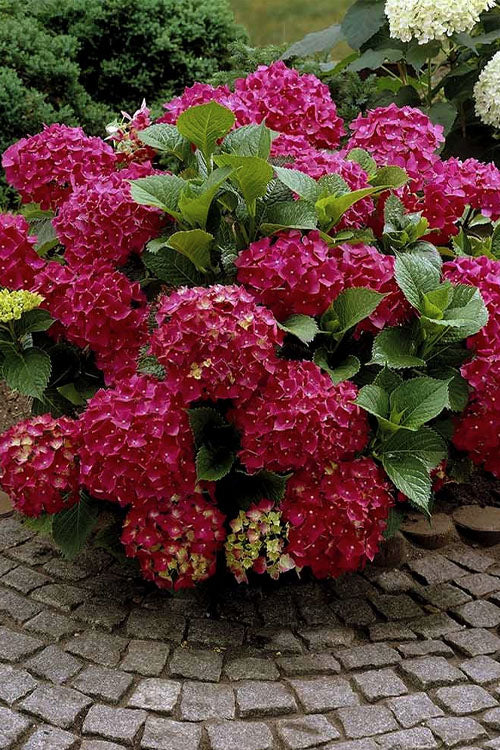  Red Sensation Hydrangea - 3 Gallon Pot