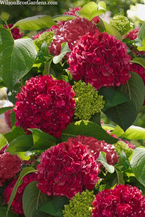  Red Sensation Hydrangea - 3 Gallon Pot
