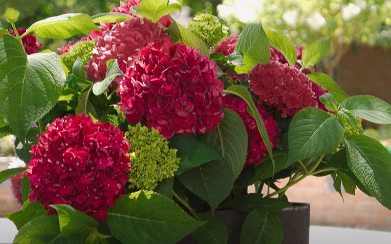  Red Sensation Hydrangea - 3 Gallon Pot