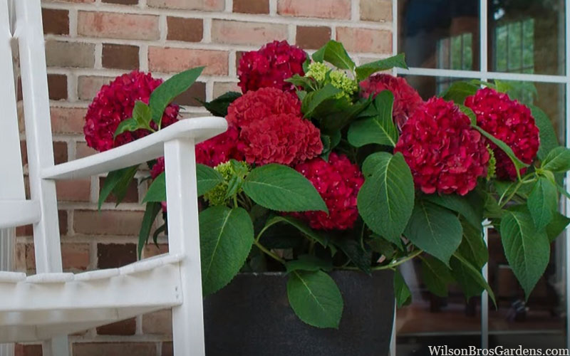  Red Sensation Hydrangea - 3 Gallon Pot