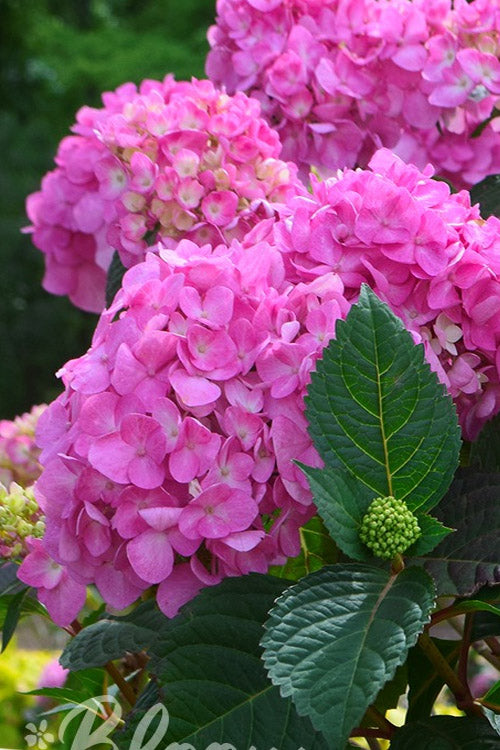  Rock N Roll Reblooming Hydrangea - 3 Gallon Pot