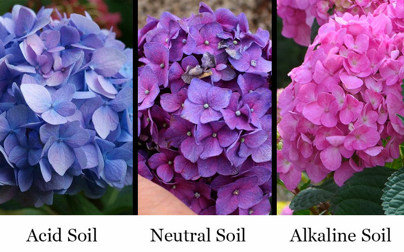  Rock N Roll Reblooming Hydrangea - 3 Gallon Pot