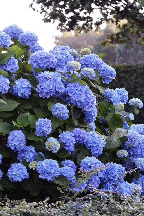  Rock N Roll Reblooming Hydrangea - 3 Gallon Pot