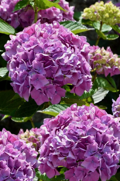  Rock N Roll Reblooming Hydrangea - 3 Gallon Pot