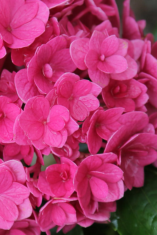  Ruby Blossom Double Hydrangea - 2 Gallon Pot