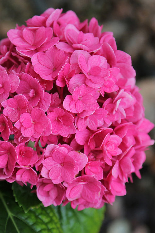  Ruby Blossom Double Hydrangea - 2 Gallon Pot