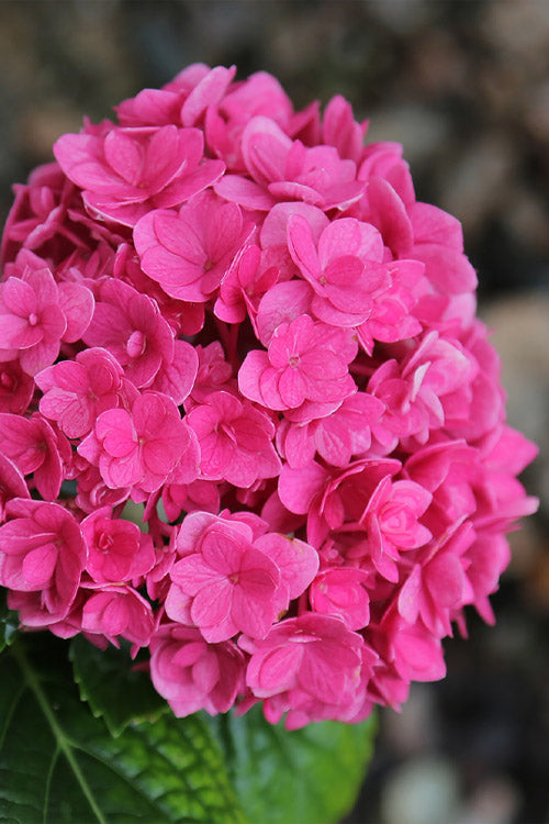  Ruby Blossom Double Hydrangea - 1 Gallon Pot
