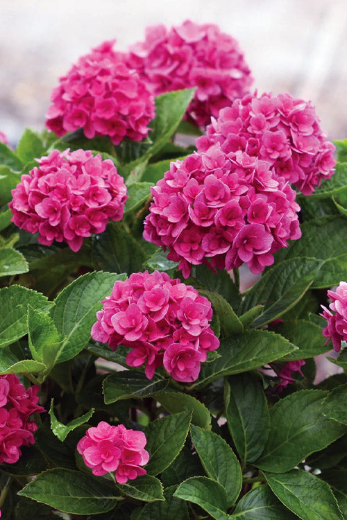  Ruby Blossom Double Hydrangea - 1 Gallon Pot