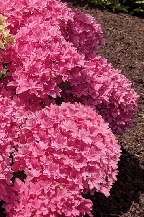  Starfield Reblooming Hydrangea - 2 Gallon Pot