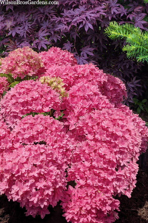  Starfield Reblooming Hydrangea - 2 Gallon Pot