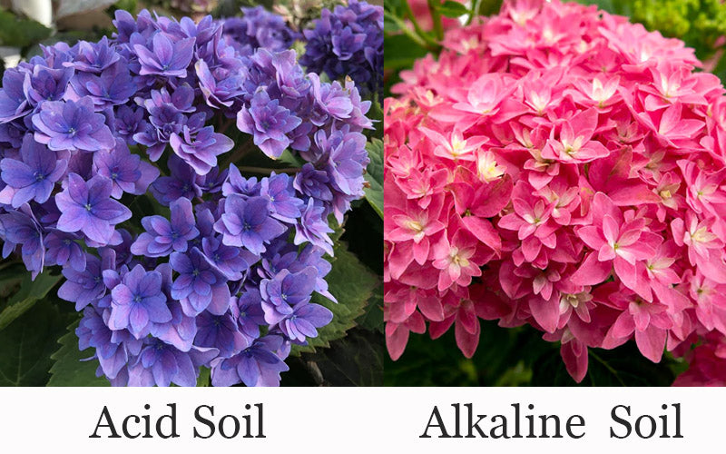  Starfield Reblooming Hydrangea - 2 Gallon Pot
