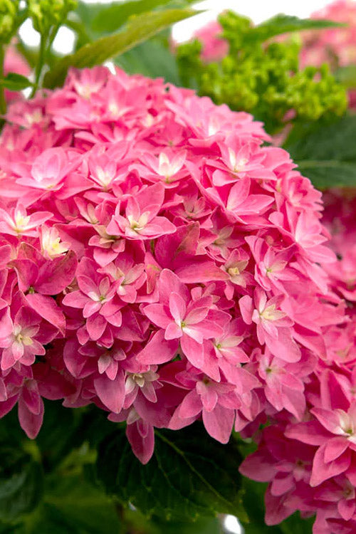  Starfield Reblooming Hydrangea - 2 Gallon Pot