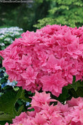  Starfield Reblooming Hydrangea - 2 Gallon Pot