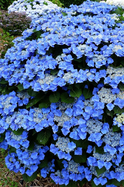  Teller Blue Hydrangea - 1 Gallon Pot