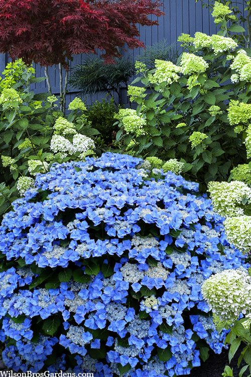  Teller Blue Hydrangea - 1 Gallon Pot