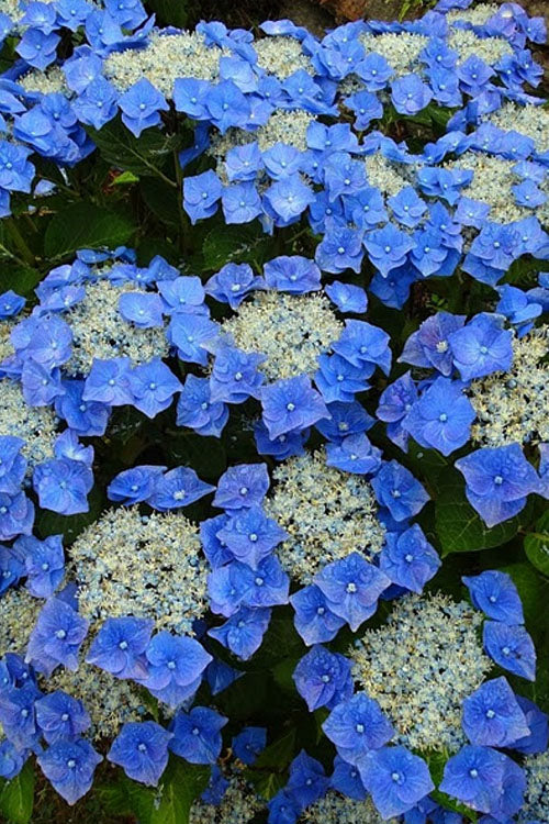  Teller Blue Hydrangea - 1 Gallon Pot