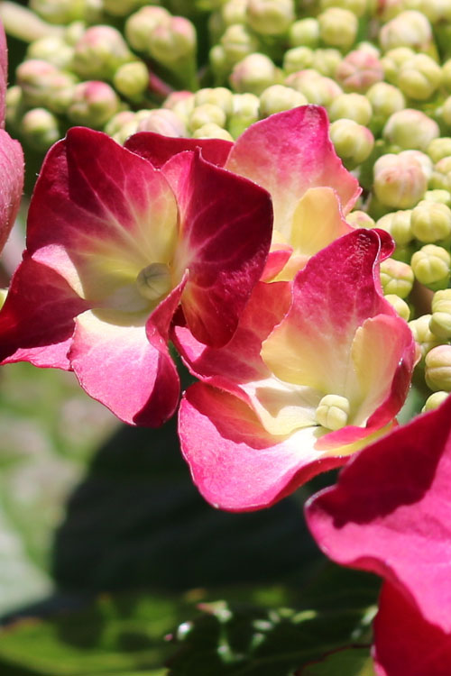  Teller Red Hydrangea - 1 Gallon Pot