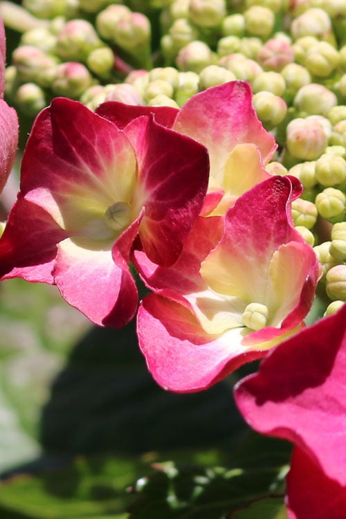  Teller Red Hydrangea - 1 Gallon Pot