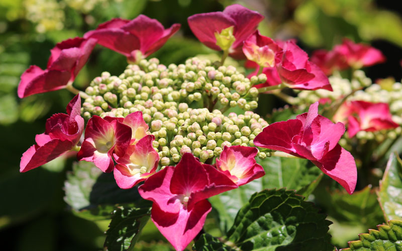  Teller Red Hydrangea - 1 Gallon Pot
