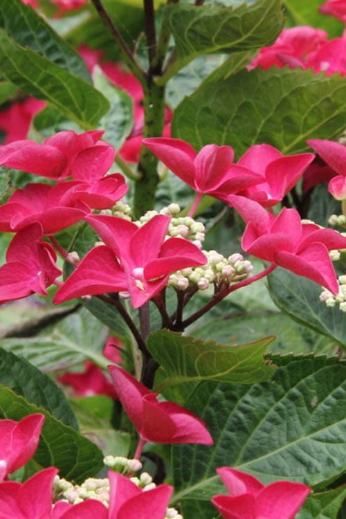  Teller Red Hydrangea - 1 Gallon Pot