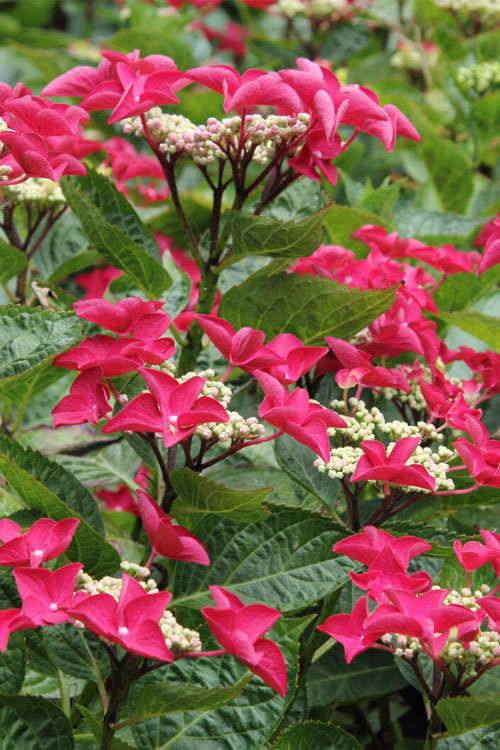  Teller Red Hydrangea - 1 Gallon Pot