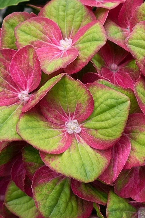  Tilt-A-Swirl Hydrangea - 3 Gallon Pot