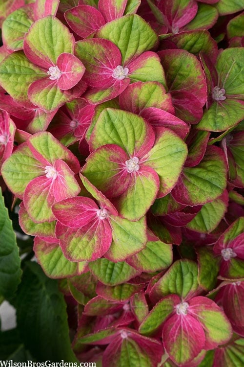  Tilt-A-Swirl Hydrangea - 3 Gallon Pot