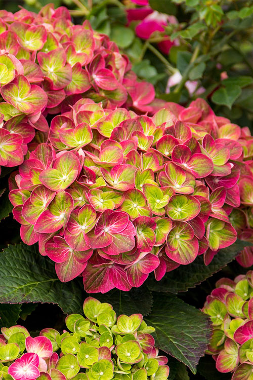  Tilt-A-Swirl Hydrangea - 3 Gallon Pot - SALE