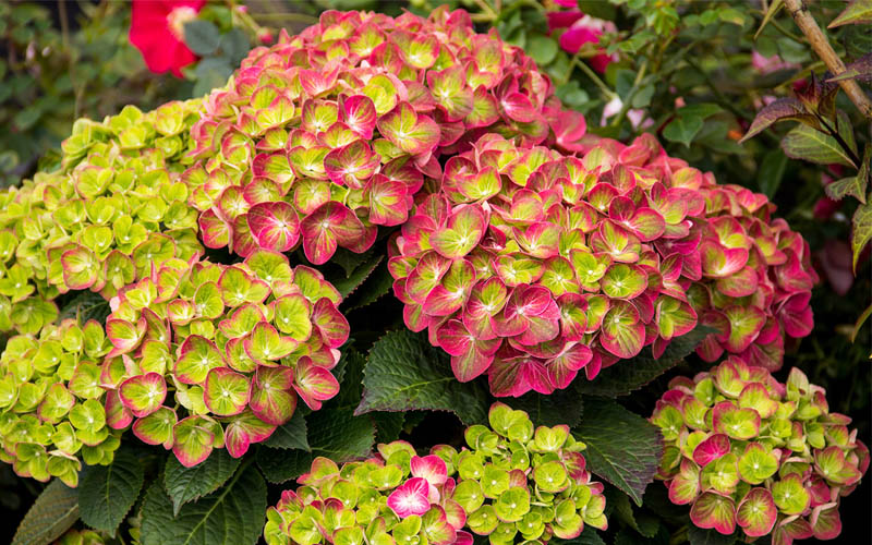  Tilt-A-Swirl Hydrangea - 3 Gallon Pot
