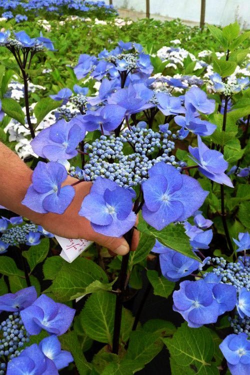  Zorro Hydrangea - 6-Pack Of 1 Gallon Pots