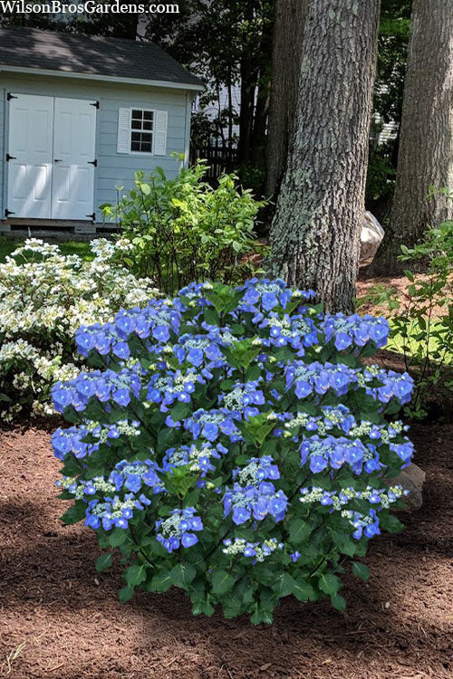  Zorro Hydrangea - 1 Gallon Pot