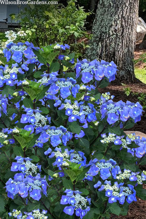  Zorro Hydrangea - 1 Gallon Pot