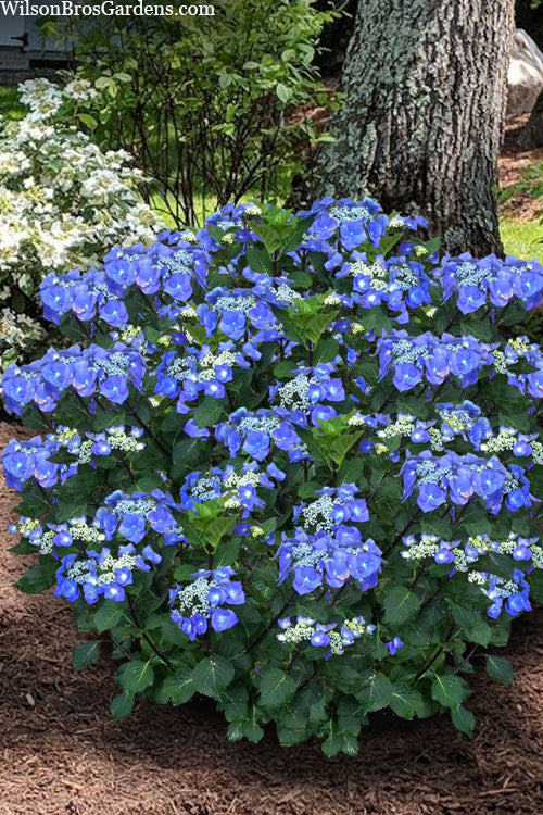 Zorro Hydrangea - 6-Pack Of 1 Gallon Pots