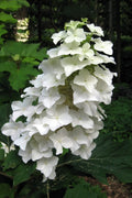  Oakleaf Hydrangea - 3 Gallon Pot