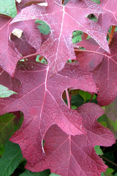  Oakleaf Hydrangea - 3 Gallon Pot