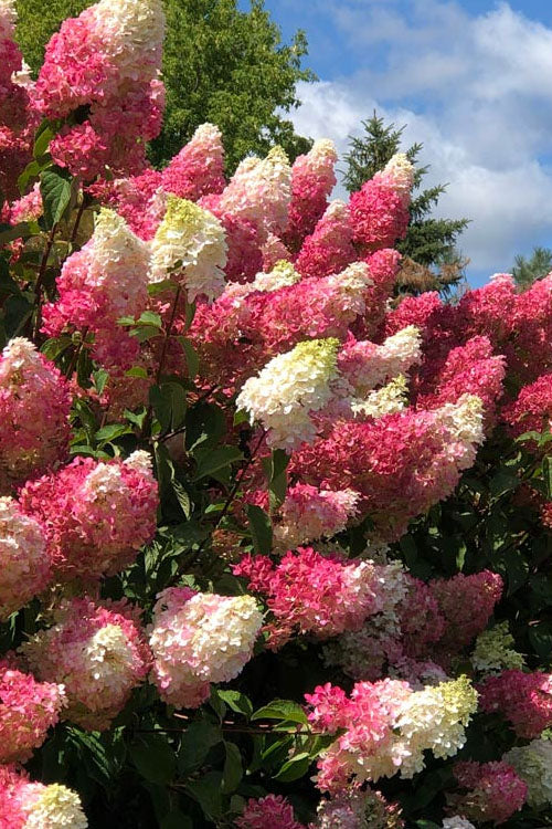  Berry White Panicle Hydrangea - 3 Gallon Pot