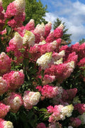 Berry White Panicle Hydrangea - 3 Gallon Pot