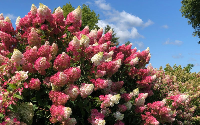  Berry White Panicle Hydrangea - 3 Gallon Pot